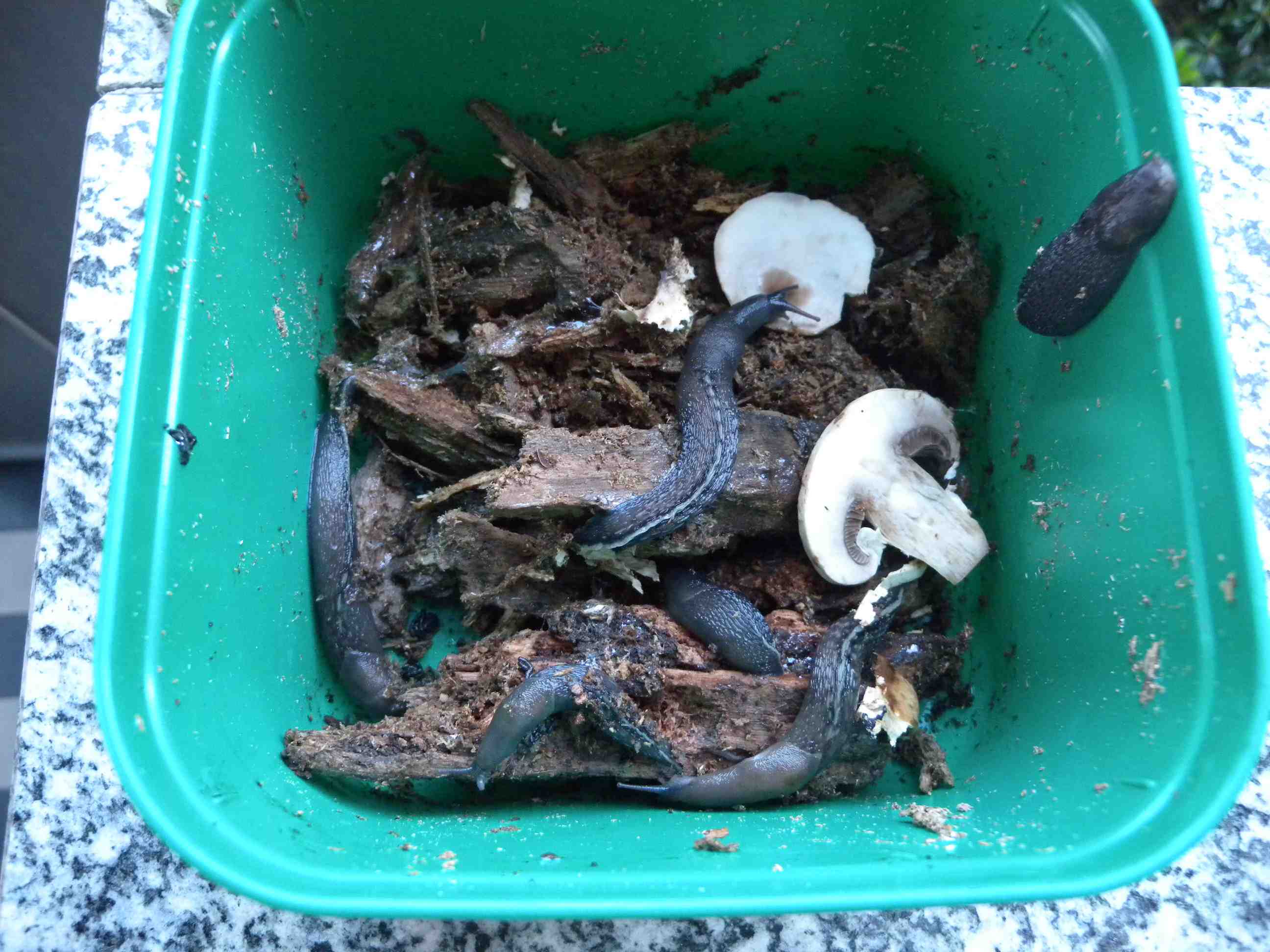 Limax amaliae Bettoni 1870 da Giussago (PV)